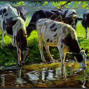 Zwartbont vee drinkend uit een beek